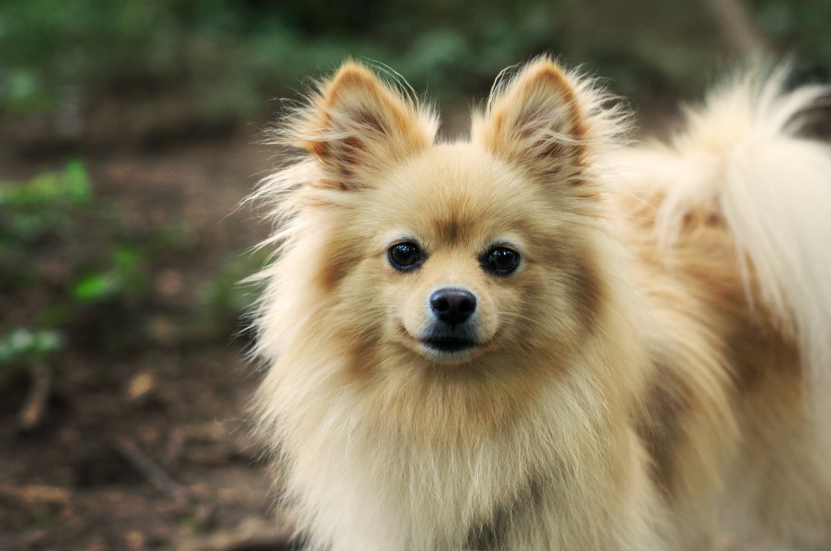 博美犬宠物图片,高清图片