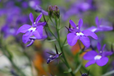 紫色半��花朵�D片