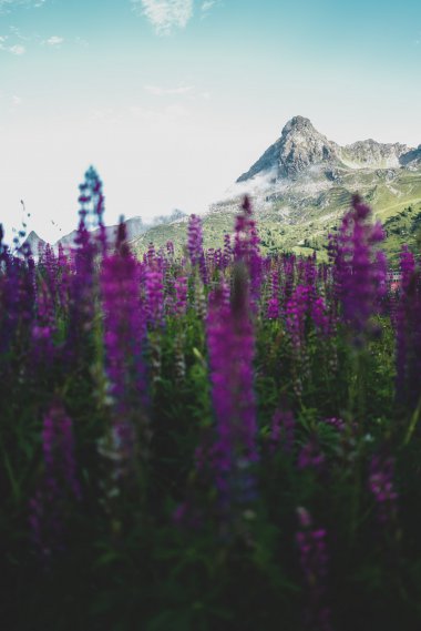 紫色花�埠瓦h山�D片
