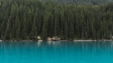 郁郁葱葱的针叶树林风景图片