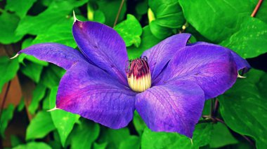 紫色�F��花朵�`放�D片