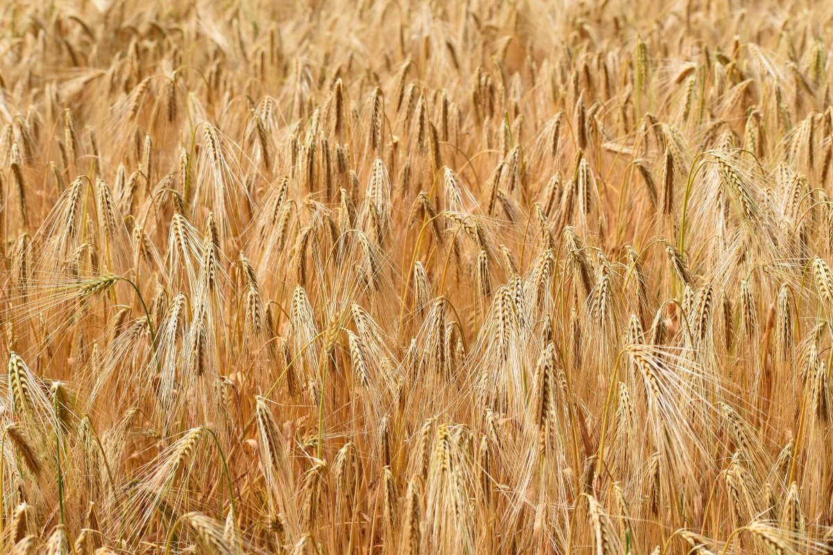 小麦农作物成图片