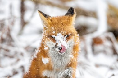 雪地里的雪狐图片