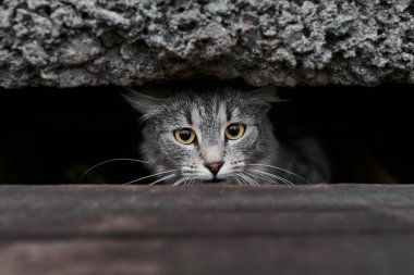 户外的流浪猫图片