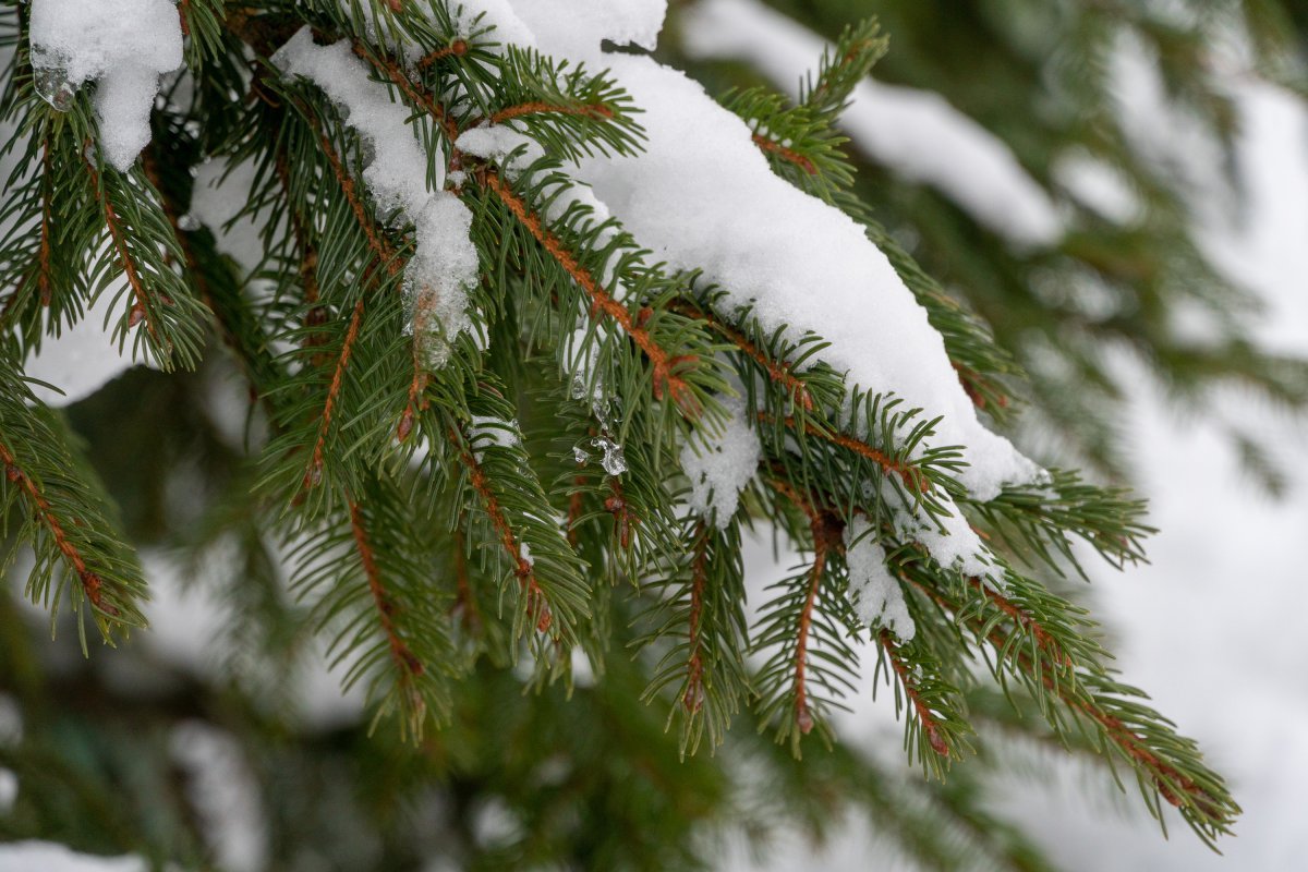 冬天松树积雪美景图片