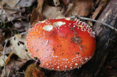 秋季路面毒蘑菇�D片