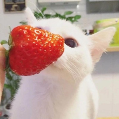 可爱猫咪头像萌萌哒高清,微信头像图片