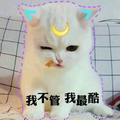 最火最搞笑的动物头像带字