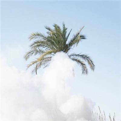 清新自然绿色植物头像精选