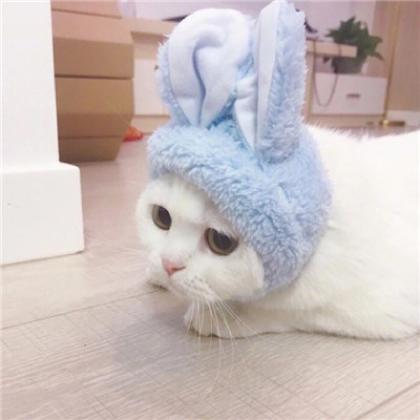 2020最新可爱小猫超萌动物情侣头像一人一张