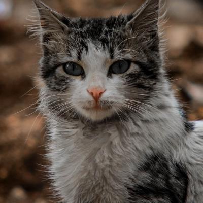 可爱猫头像