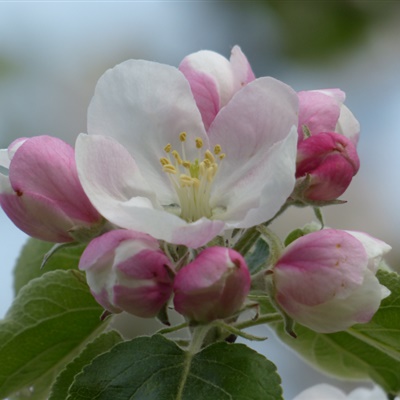 白色花头像