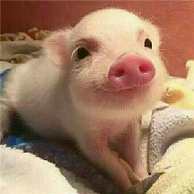 可爱小猪猪头像乌克兰小乳猪