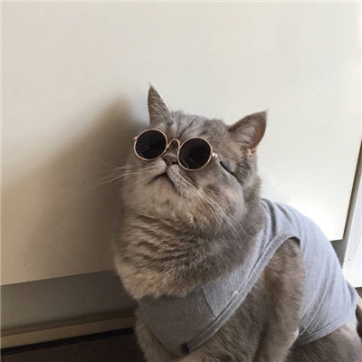 逗比可爱喵星人头像