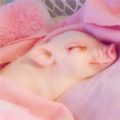 宠物猪头像可爱粉红色萌萌哒