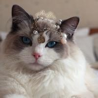 小公主布偶猫可爱头像