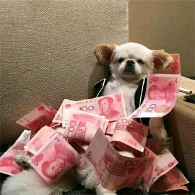 双十一单身狗头像萌狗搞笑