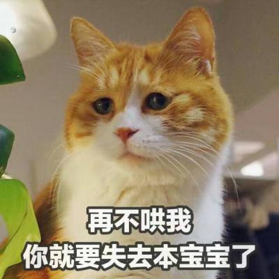 猫咪带字头像搞怪呆萌高清图片