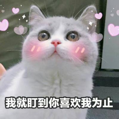 猫咪带字头像搞怪呆萌高清图片