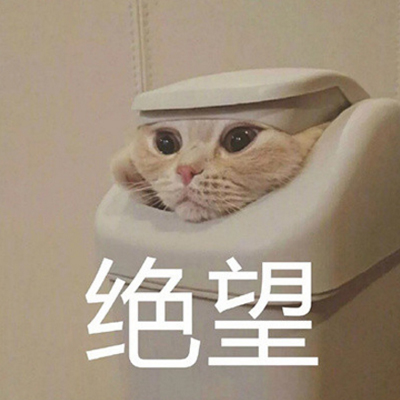 猫咪带字头像搞怪呆萌高清图片