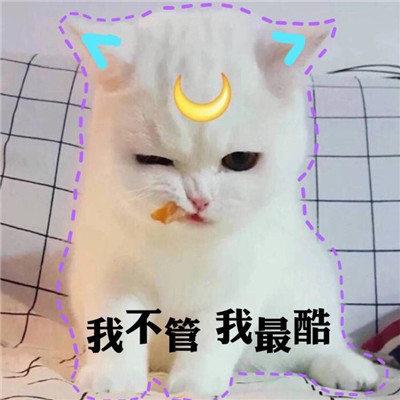 猫咪可爱带字搞笑头像qq群头像,qq头像图片