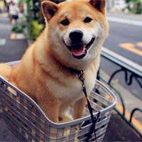又呆又萌的柴犬头像图片