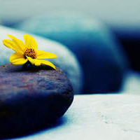 qq个性头像小清新带花的清纯高雅的气息