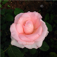 真实月季花头像