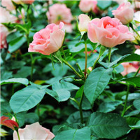 真实月季花头像