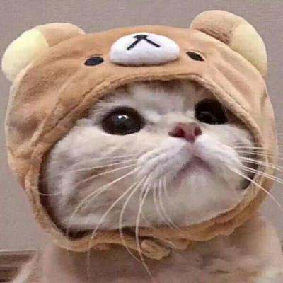 猫咪情侣头像一人一张配对