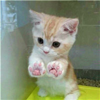 萌猫清新头像
