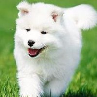 超q狗狗可爱头像