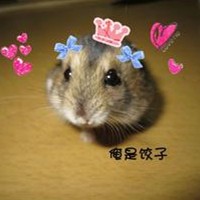 萌物小仓鼠头像图片