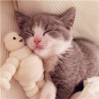 可爱萌猫ins头像