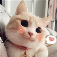 可爱萌猫ins头像