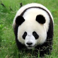可爱国宝熊猫头像