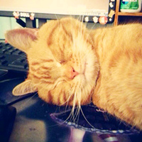软萌猫咪漂亮line头像