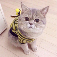 萌猫咪可爱生活头像