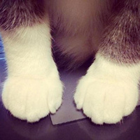 萌萌猫爪可爱头像