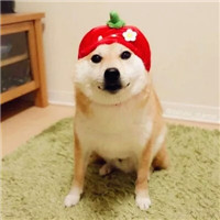 呆萌狗子简单头像