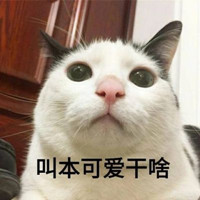 萌化你的猫咪表情包头像