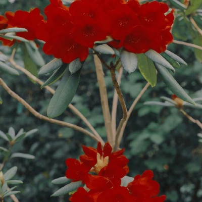 抖音头像花朵,风景头像图片