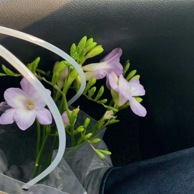 抖音头像花朵,风景头像图片