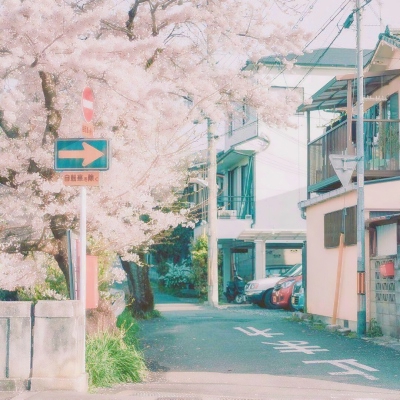 唯美头像自然风景樱花