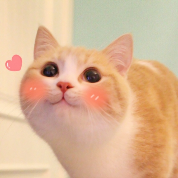 超高清可爱猫猫头像
