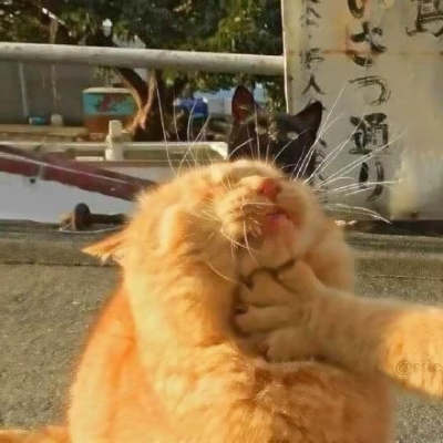 沙雕猫猫情侣头像