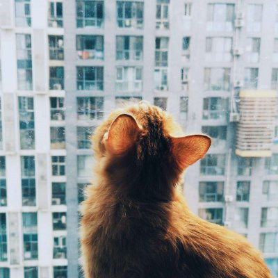 一猫一狗可爱情侣头像