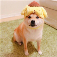 超萌可爱狗狗头像有趣的可爱柴犬
