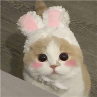 超萌可爱猫咪头像想做你怀里的猫