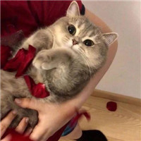可爱猫咪呆萌头像,可爱头像图片